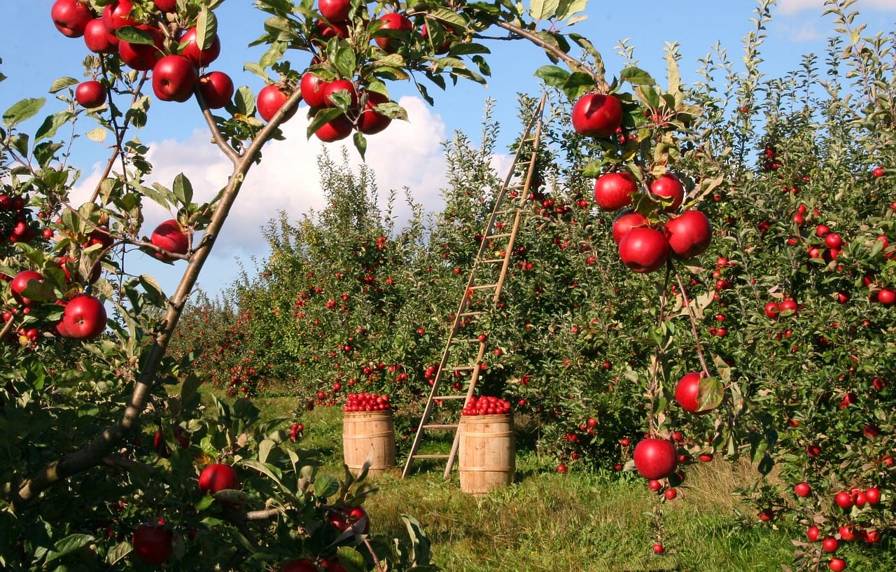 Science experiments with apples